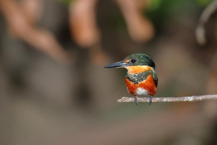 Kingfisher and other similar species could be seen in our tour. 